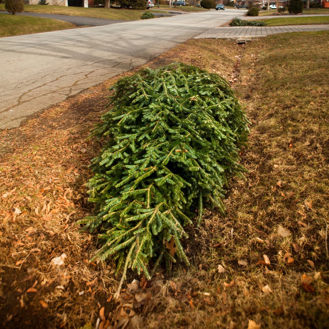 Live Christmas tree placed curbside for collection