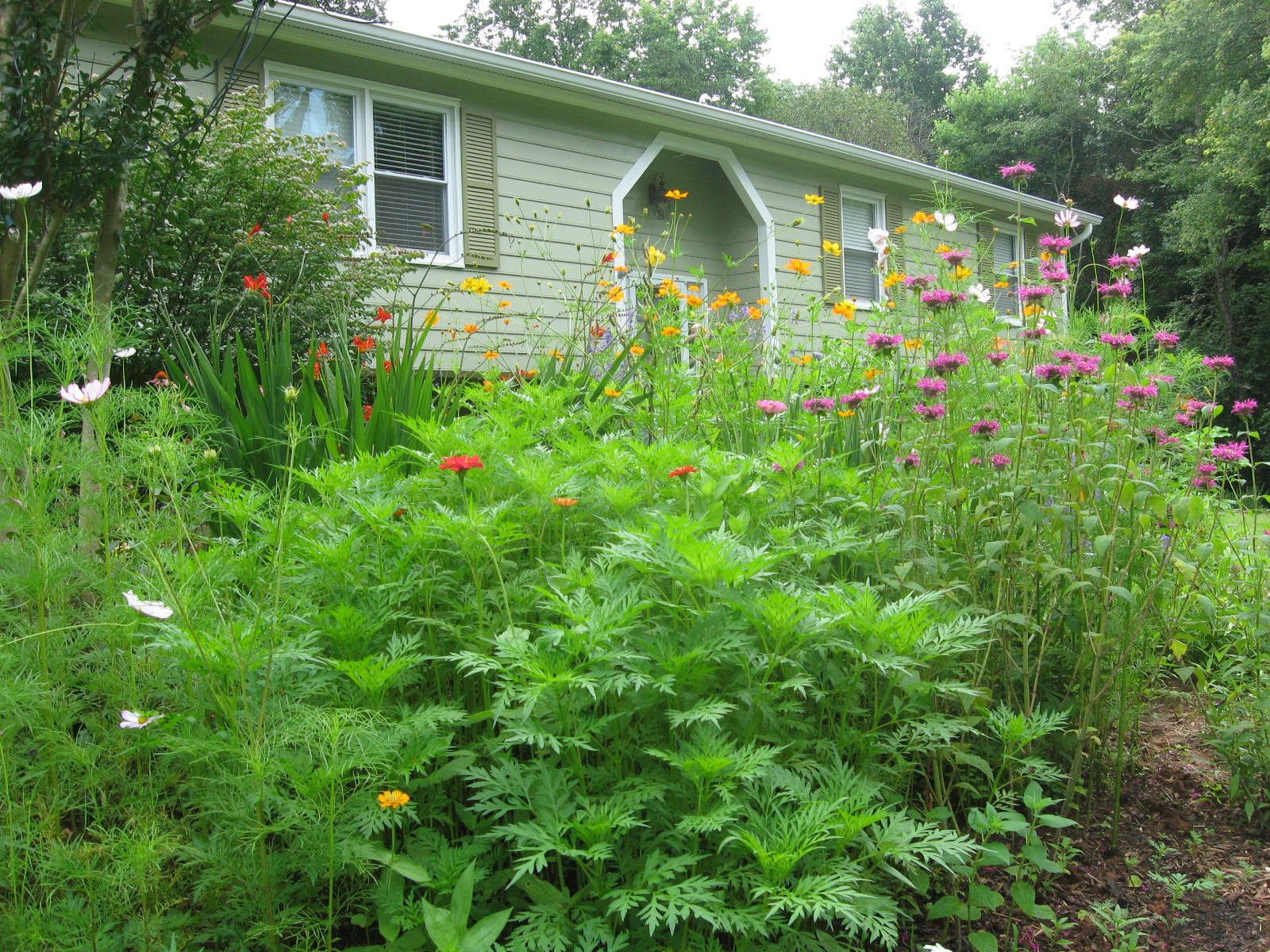 Greenery in front of a light green home